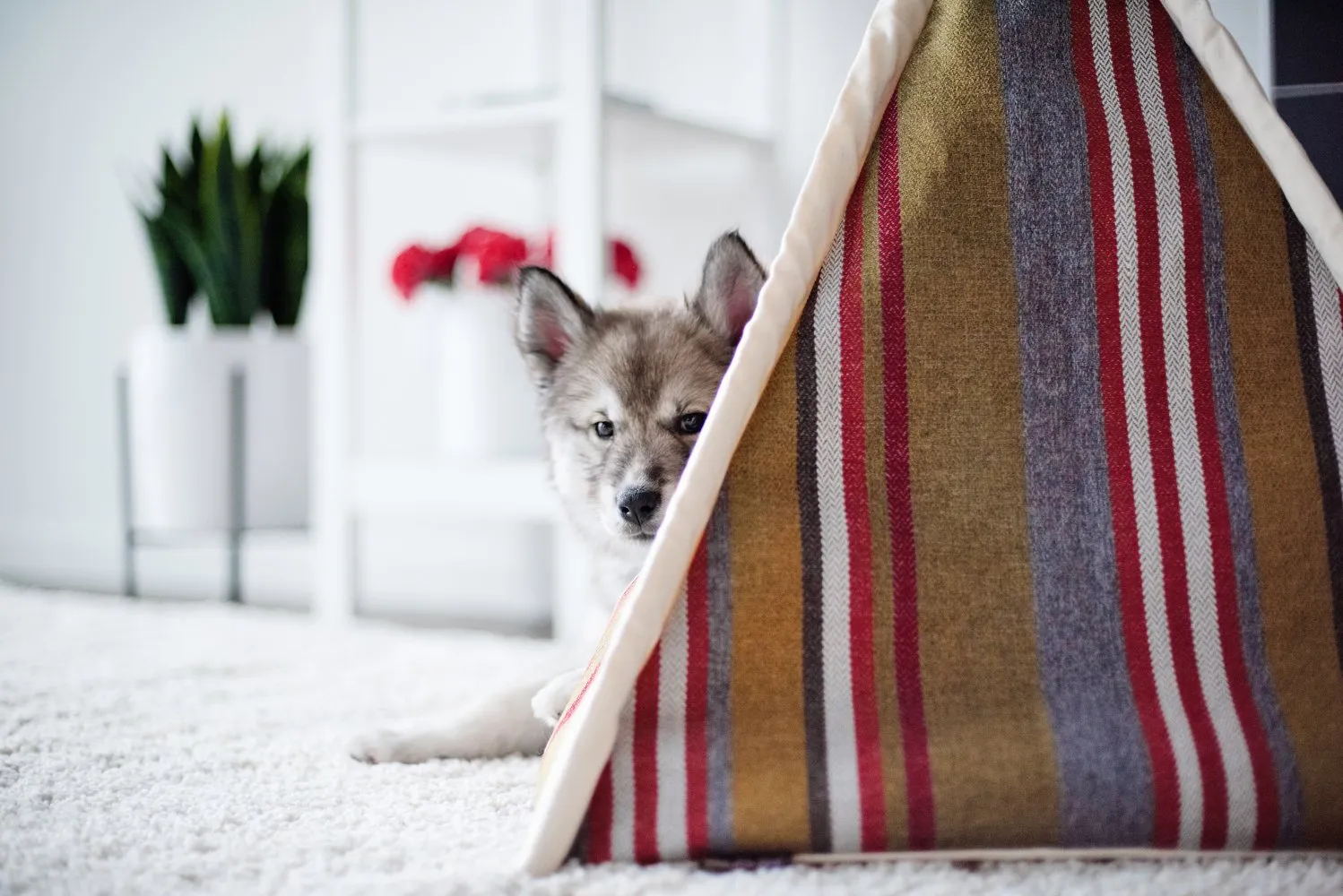 Horizon Pet Teepee