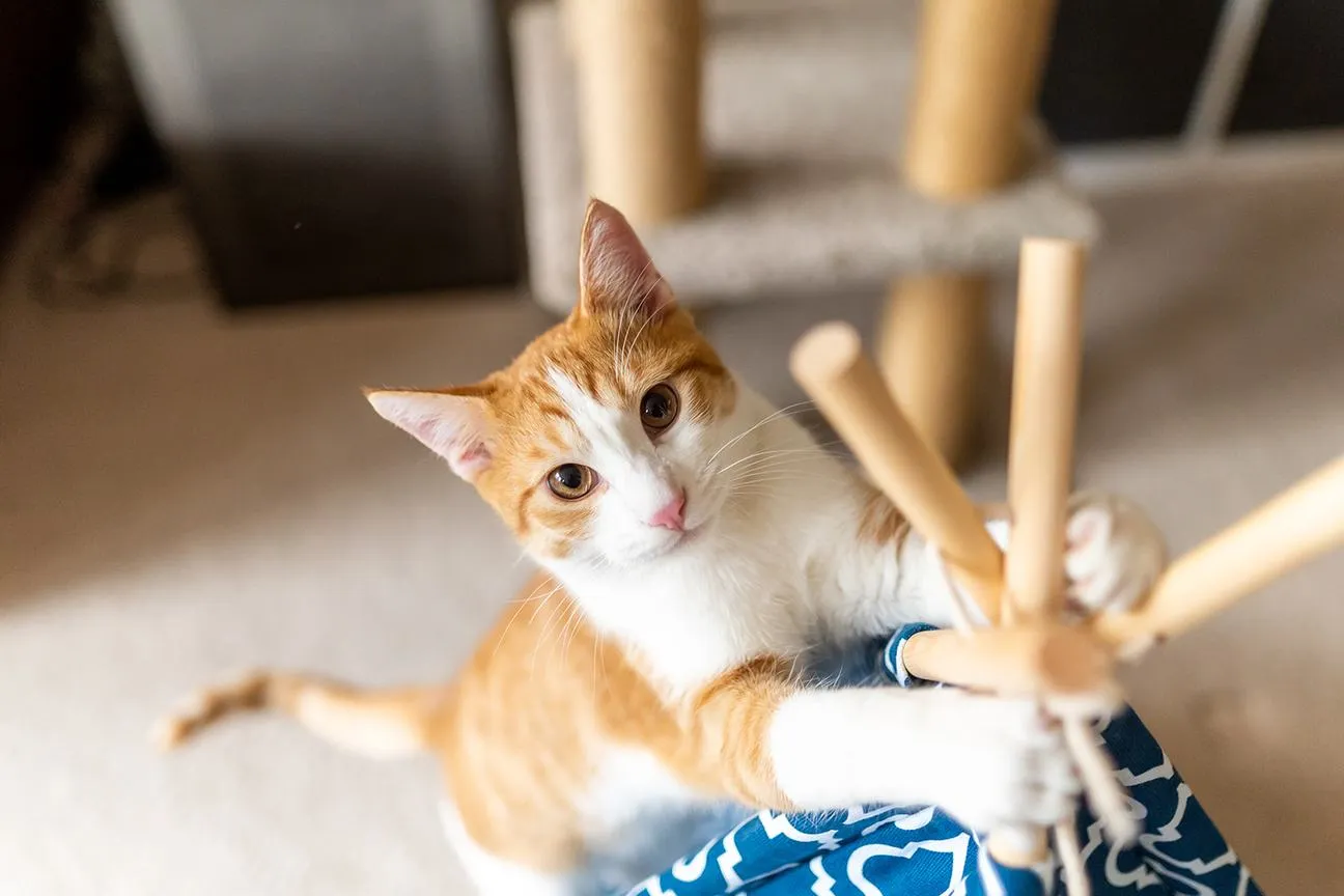 Pet Teepee Classic